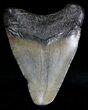 Juvenile Megalodon Tooth - South Carolina #18425-1